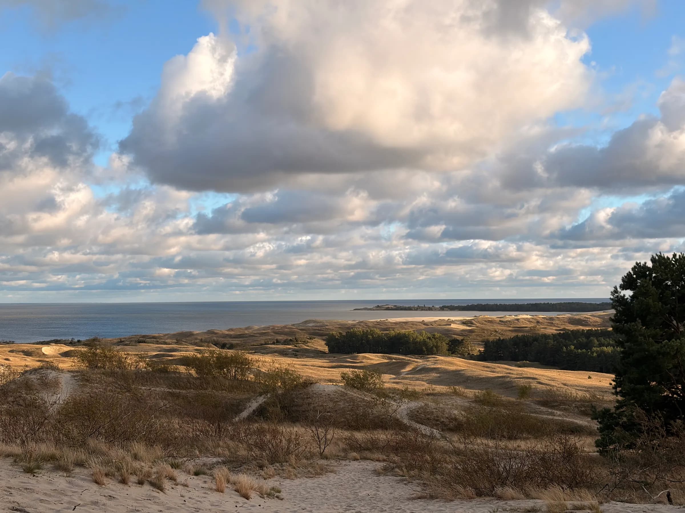 Parnidžio kopų panorama: smėlis, pušys ir Kuršių marios